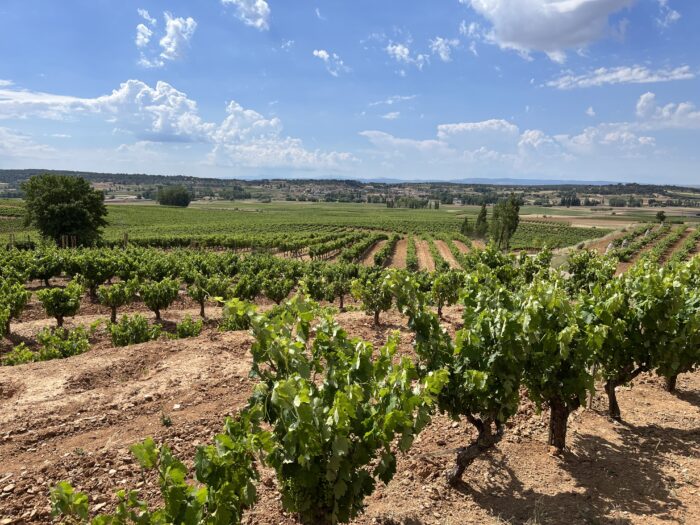 Weinberge von Bodegas Valduero in Ribera del Duero