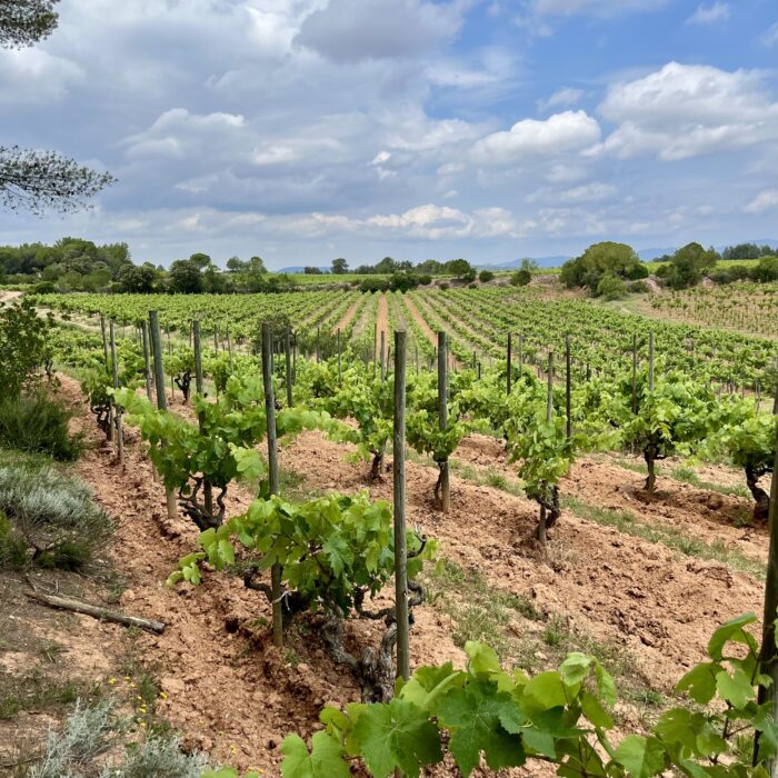 Weinberge von Recaredo im katalanischen Penedès