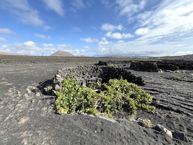 Chaboco auf Lanzarote