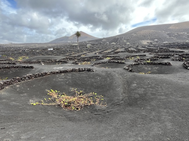 Weinberg auf Lanzarote mit den sogenannten Hoyos